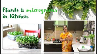 Plants & Microgreens in Kitchen. किचन में इस तरह लगाएं पौधे       #houseplants #kitchen #microgreens