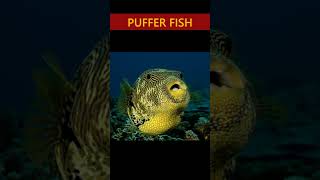Interesting Facts of Puffer fish #shorts
