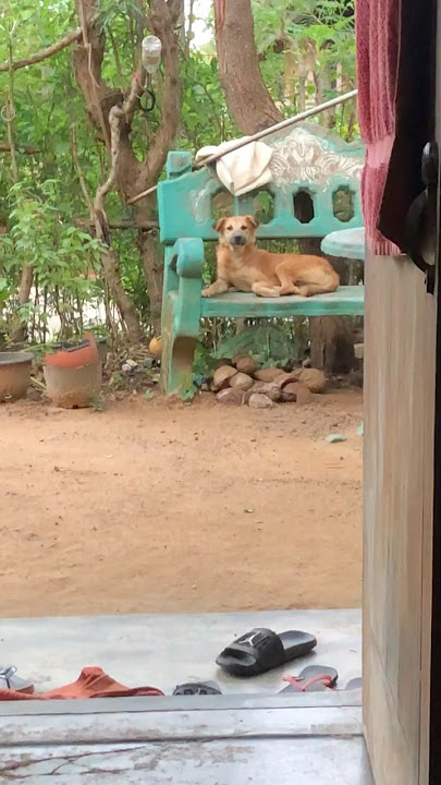 රඡසැප❤️😊#shortvideo #shortstrending #shorts