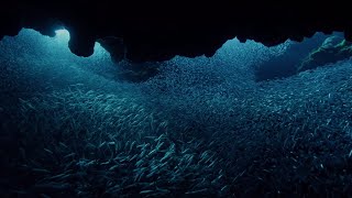 Fish Hunting with One of the Deadliest Sea Predators | BBC Earth