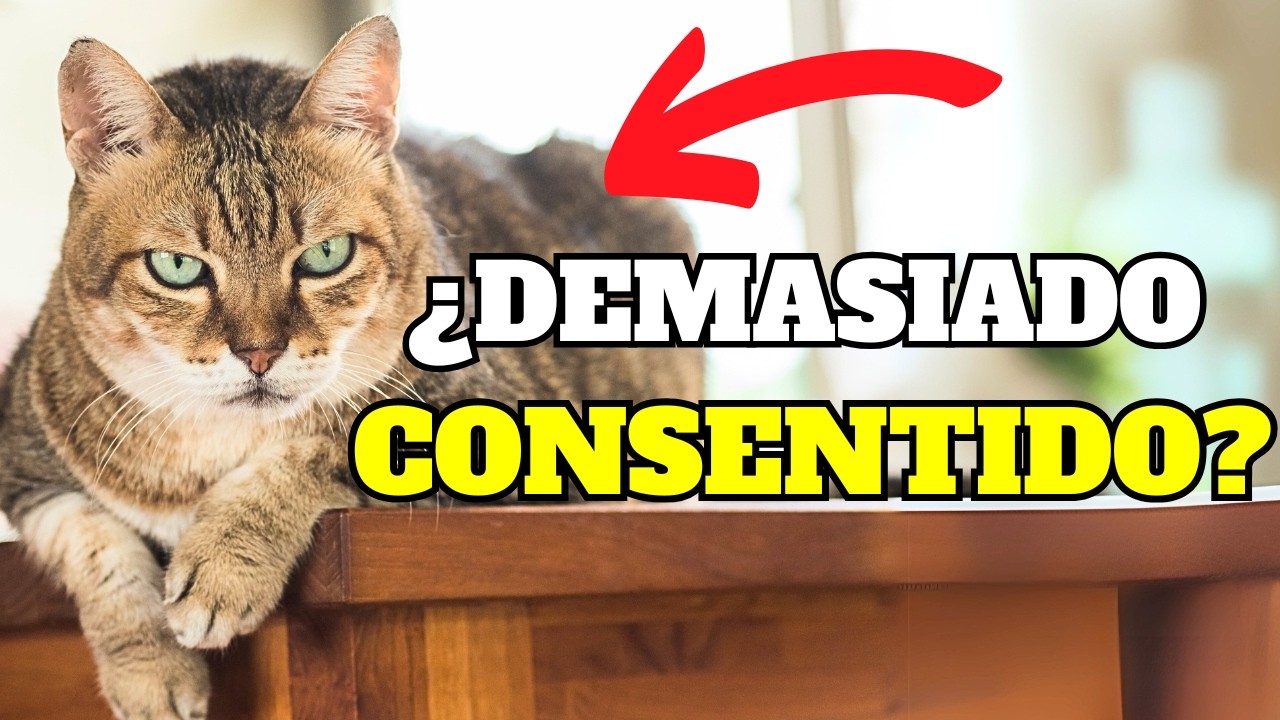 12 señales Impactantes de que tu Gato está muy CONSENTIDO