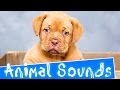Animal sounds for Children - 35 Amazing Animals