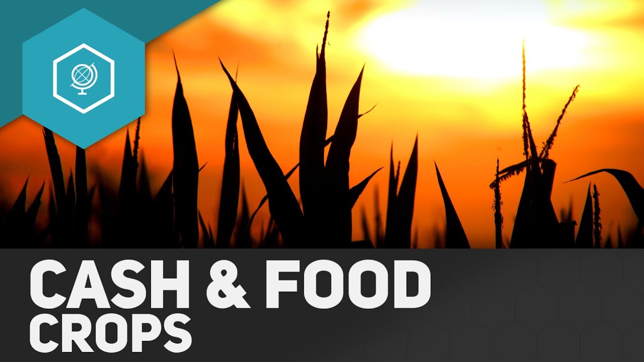 Cash Crops Und Food Crops Landwirtschaft In Entwicklungslandern 3 Gehe Auf Simpleclub De Go Youtube