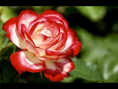 Video: Pelajari Tentang Kordes Rose Bushes