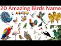 Amazing Birds of the World | Most Unique and Beautiful Birds Ever | 