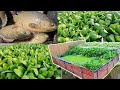 I build an aquaponics system for raised climbing perch fish and grow mustard green pak choy
