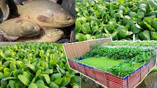 I Build an aquaponics System for Raised Climbing Perch Fish and Grow Mustard Green, Pak Choy by Farm Channel 2,737,966 views 11 months ago 17 minutes