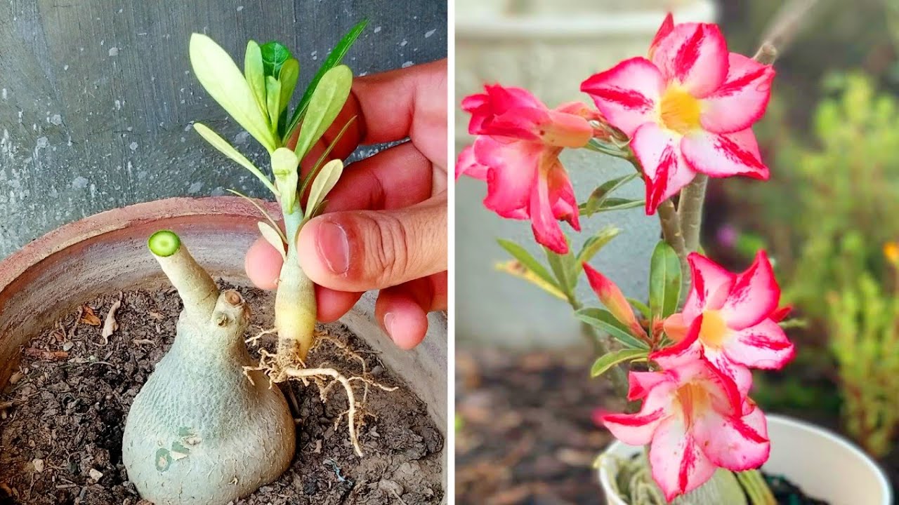 How To Graft Adenium Seed On Mature Caudex Desert Rose Plant Seed Grafting YouTube