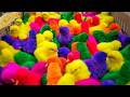 Tangkap Ayam Lucu, ayam warna warni, ayam rainbow, kelinci lucu, bebek lucu, ikan koi, Hewan Lucu 🐤🐤
