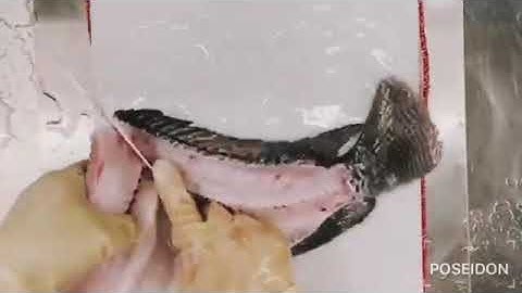 vue video cache filtered spliced