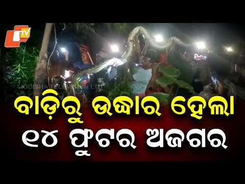 14-Foot Giant Python Rescued from Village in Kendrapada, Released into Nearby Forest