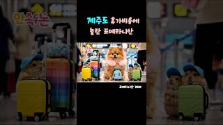 너무 비싸개 증말. #제주여행 #포메라니안레페