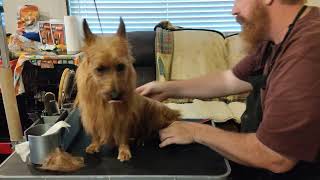 Grooming an Australian Terrier (general overview)