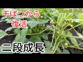 【小豆】エリモショウズ干ばつからの復活!!意外と穫れるか?