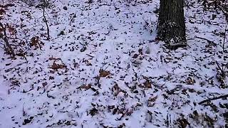 Real Bigfoot caught on tape in Erie PA