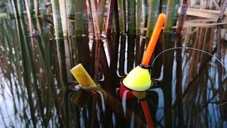 Large crucian crawls into the reeds!!!