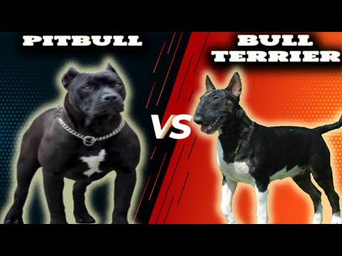 Video: Unterschied Zwischen Bullterrier Und Pitbull