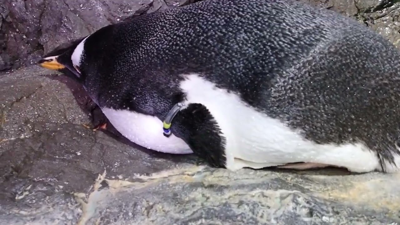 ジャストフィット？｜海遊館とつながる｜海遊館