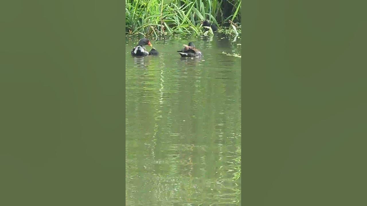 You can see the dribble from the moorhens beaks and they still let