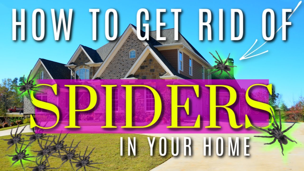 Getting Rid Of Spiders | Easy Diy Spider Repellents 🕷️🕸️❎