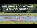 Colombie  ibis cerfs et fourmiliers  antenne zoo voyage  5