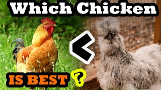 Which Chicken Breed is best for your backyard??