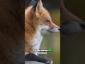 6 Cosas que No Sabías de los Zorros