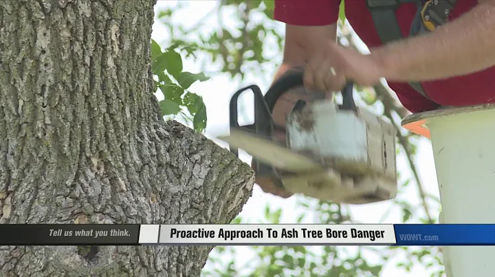 City to cut down thousands of trees targeted by insect