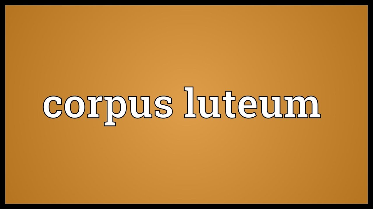 Que Es Corpus Luteum Que Es Corpus Luteum