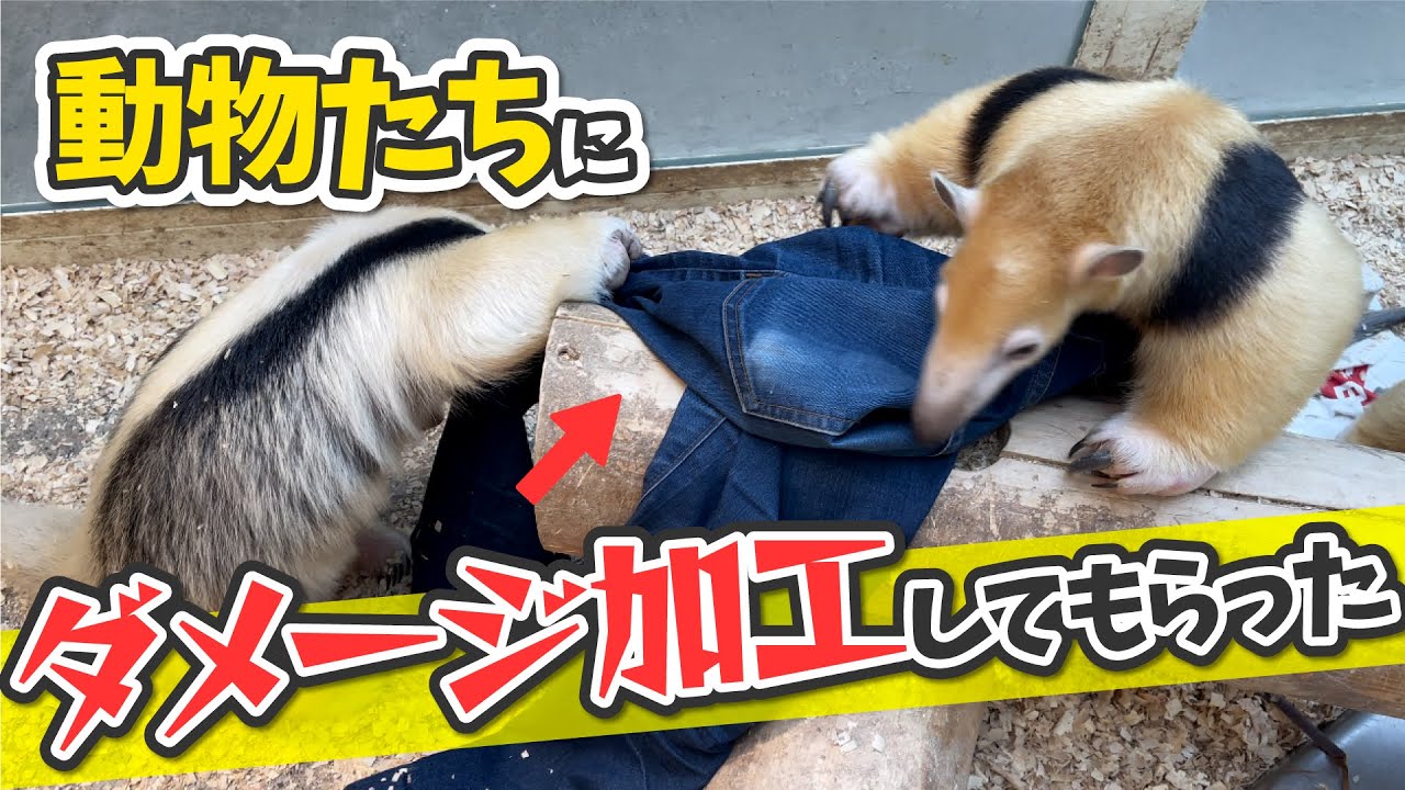 アリクイ半端ないって】ミナミコアリクイにダメージジーンズをさせた 