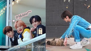 Stray Kids interaction with cats 🐾💚