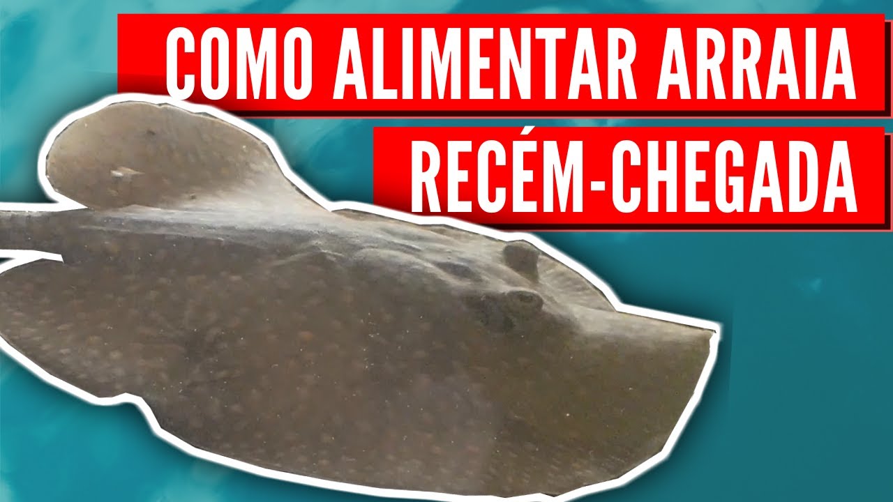 COMO ALIMENTAR ARRAIA (RAIA) NOVA OU RECÉM CHEGADA MUITO FÁCIL! YouTube COMO ALIMENTAR ARRAIA (RAIA) NOVA OU RECÉM CHEGADA MUITO FÁCIL! YouTube