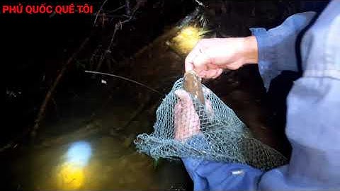 Cắm Câu Cá Lóc, Cá Trê Suối Phú Quốc | Fishing✅