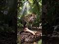 Is this hyena smart enough to avoid the trap? 🤔 #slowmotionpaw #trapwatch #shortclips