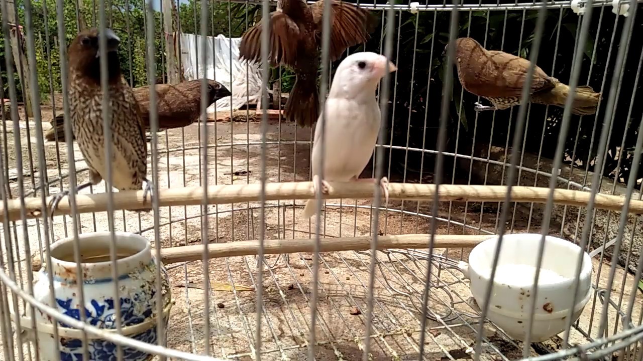 Chim ri trắng - YouTube
