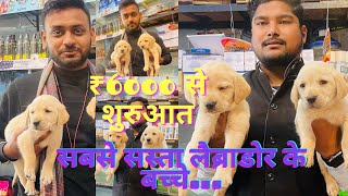 Labra dor male and female pups | GOLDEN MALE AND FEMALE | Sabse sasta labra dor cutes puppy by SALONI PET SHOP KANPUR 549 views 4 months ago 5 minutes, 22 seconds