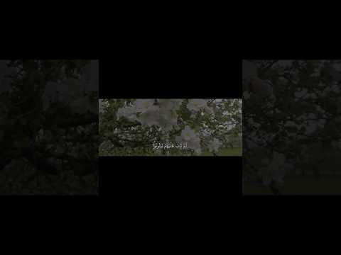 سورة التوبة ١١٨ القارئ شادي هاني