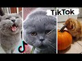 Funny Cats of TIK TOK ~ TikToks That Make You Go Awww!