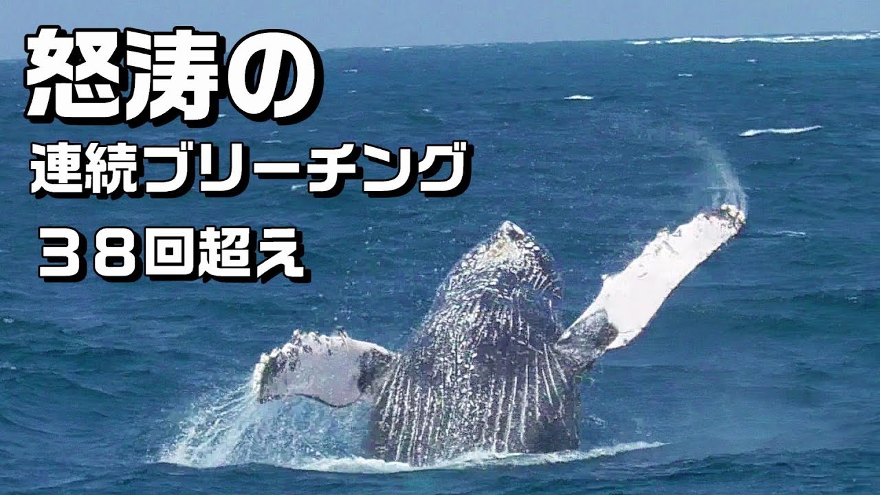 沖縄のクジラ ホエールウォッチング ツアー 連続ブリーチング ジャンプ 4k 読谷沖 Youtube