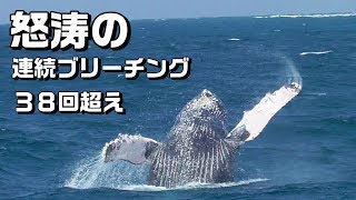 沖縄のクジラ ホエールウォッチング・ツアー 連続ブリーチング！ジャンプ！ 4K　読谷沖