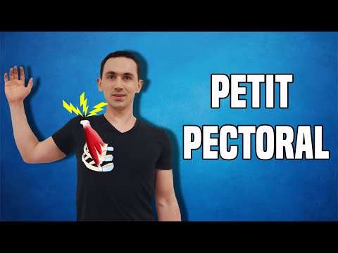 Vidéo: Quelle est la fonction du petit pectoral ?