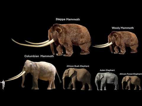 Mammoths and elephants