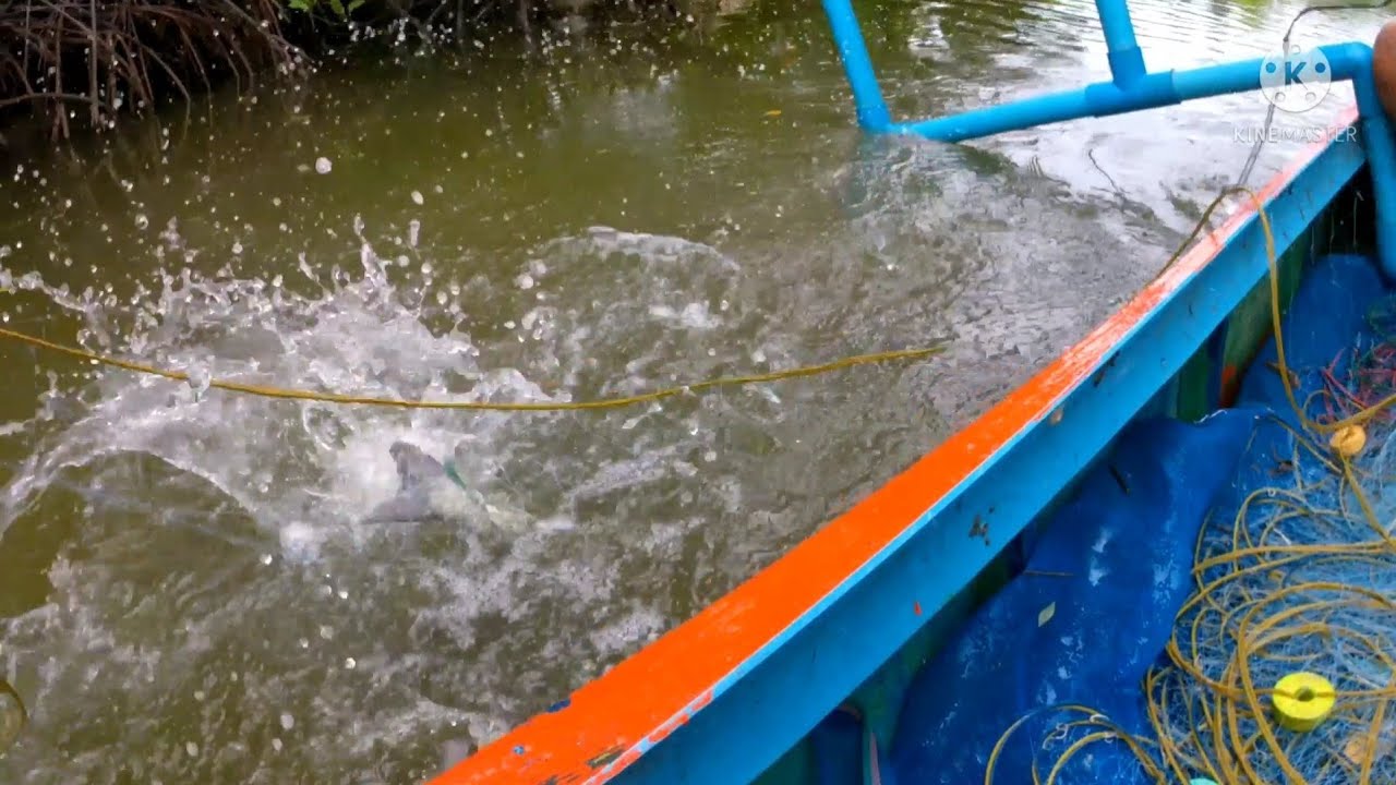 วางอวนปลากดทะเลในคลองธรรมชาติ.EP.21(ตาเอ๊ะ ปากคลองจันทบุรี Ta Eh Pak Khlong)