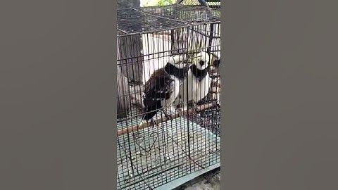jalak hongkong jantan n bety kreasi