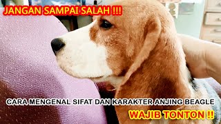 CARA PENTING MENGETAHUI SIFAT KARAKTER ANJING BEAGLE