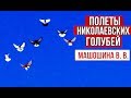 Полеты Николаевских голубей у Машошина В. В. | 2020 HD