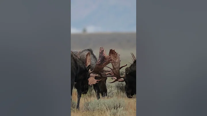 Bull Moose Rut/Best of 2023-Wildlife Photography-Jackson Hole/Grand Tetons/Yellowstone Park  #shorts