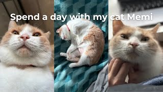 Day in the life of an orange cat