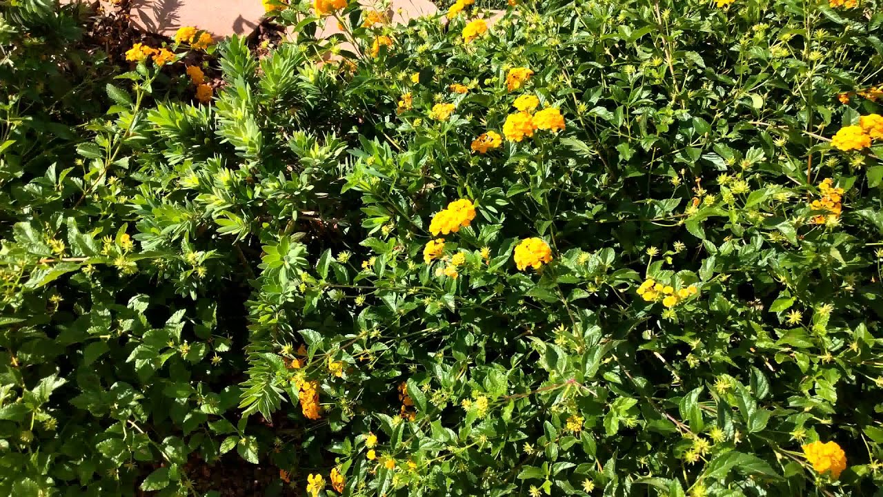 Sample 4k video flowers google nexus 5x smartphone poc network