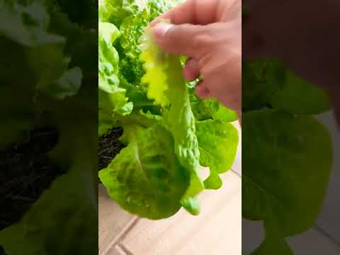 Video: Sallat ‘Oscarde’ Plant Info – Tips för att odla Oscarde Salat i trädgårdar